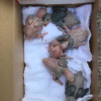 Pulli di parrocchetto dal collare