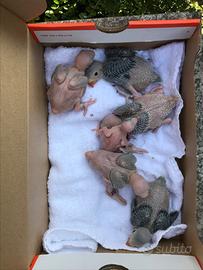 Pulli di parrocchetto dal collare