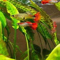 Pesci tropicali Guppy
