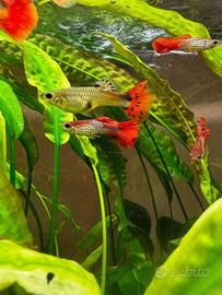 Pesci tropicali Guppy