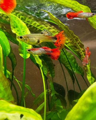 Pesci tropicali Guppy
