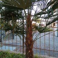 Palme da giardino. Febbraio mese x il trapianto