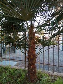 Palme da giardino. Febbraio mese x il trapianto