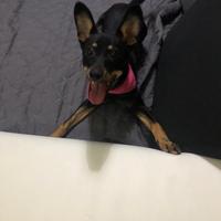 Adozione cane incrocio pinscher/doberman nano