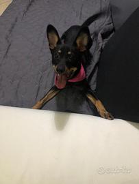 Adozione cane incrocio pinscher/doberman nano