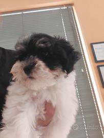 Bichon havanese