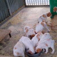 Cuccioli Breton