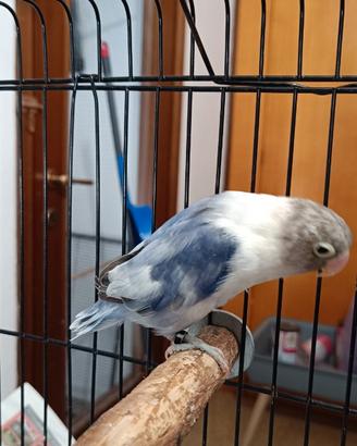 Pappagalli