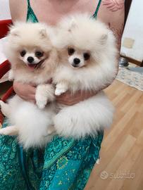 Volpino di Pomerania 