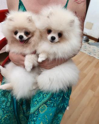 Volpino di Pomerania 