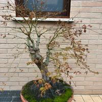Bonsai Acero
