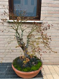 Bonsai Acero