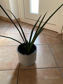 pianta e portavaso