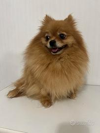 Pomerania femmina 2 anni DA COMPAGNIA Pedigree