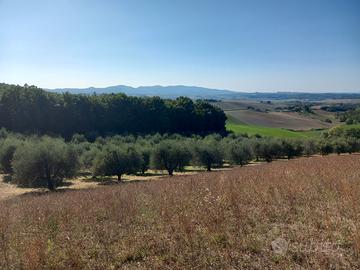 Terreno con uliveta