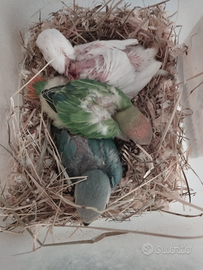 Disponibili piccoli inseparabili