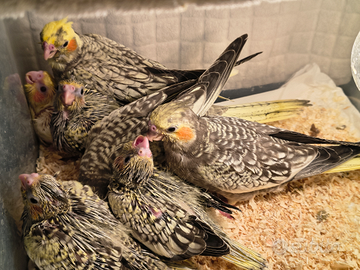 Calopsite allevate a mano