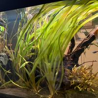 Piante acquario (vallisneria) e muschio java