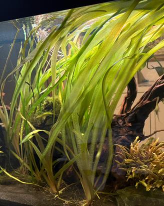 Piante acquario (vallisneria) e muschio java