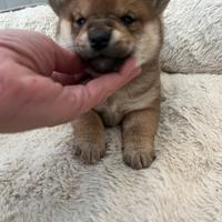 Shiba inu con pedegree ENCI femmina
