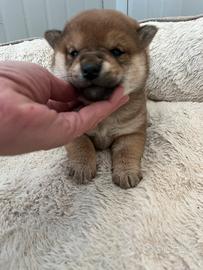 Shiba inu con pedegree ENCI femmina