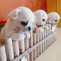 Chihuahua con pedigree enci