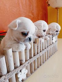 Chihuahua con pedigree enci