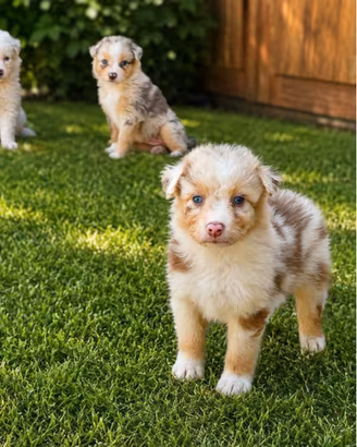 Pastore Australiano - cuccioli Australian Shepherd