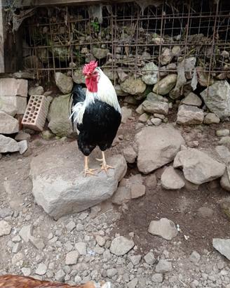 Gallo livornese