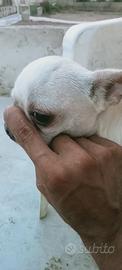 Chihuahua pedigree ENCI pasador