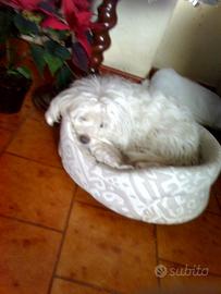 Maltese 