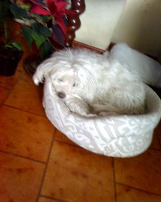 Maltese 