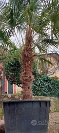 Palme da giardino in ampio contenitore 