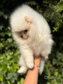 Spitz pomerania nano pedigree