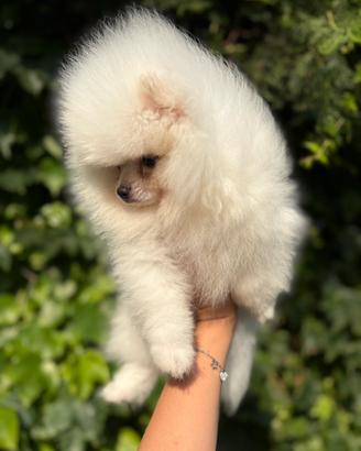 Spitz pomerania nano pedigree