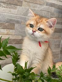 British Shorthair