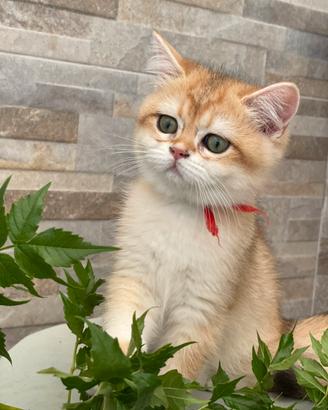 British Shorthair