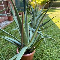 piante di Aloe vera 6 anni