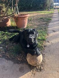 Labrador nero con petegree per accoppiamento