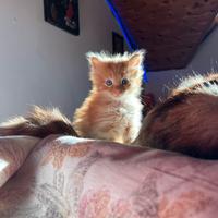 Cucciole rosse norvegese delle foreste