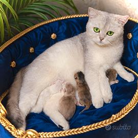 Cuccioli di British Shorthair