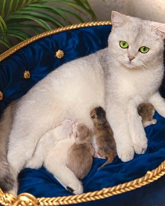 Cuccioli di British Shorthair