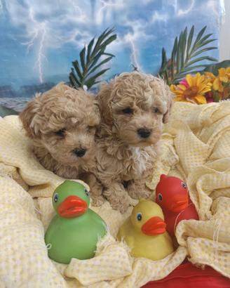 Cuccioli Colore Intenso Cuccioli MaltiPoo