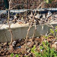 piante di lamponi a radice