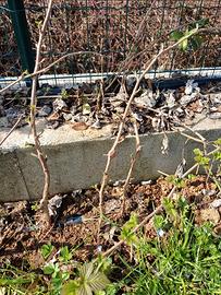 piante di lamponi a radice