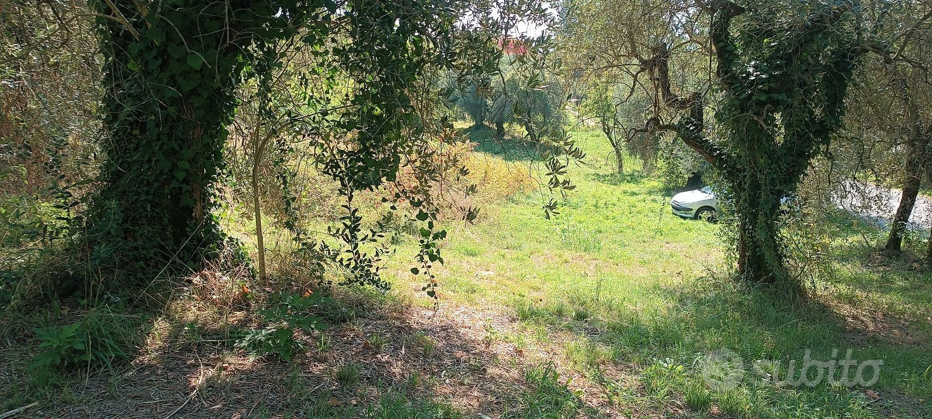 13000 mq terreno + circa 100 olivi - Vista 2