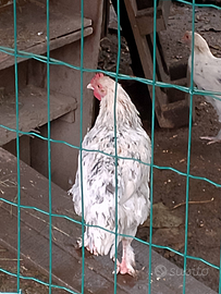 Gallo marans