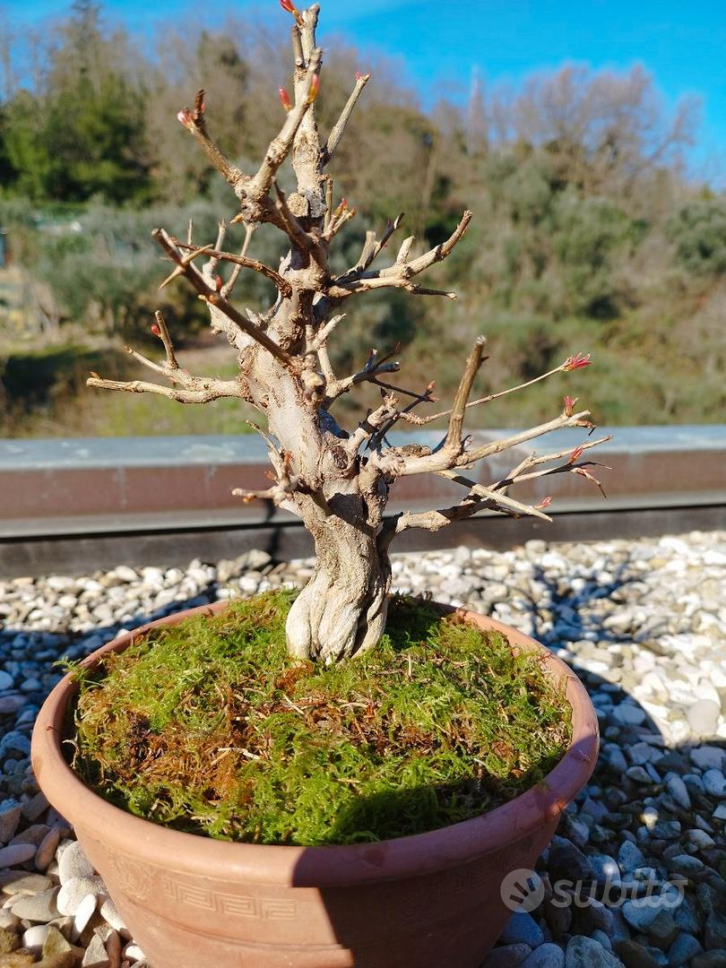 Bellissimo albero bonsai giardino giapponese piante da interno