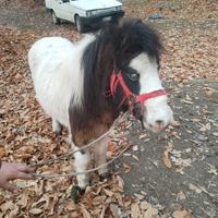 Pony