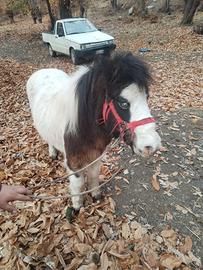 Pony
